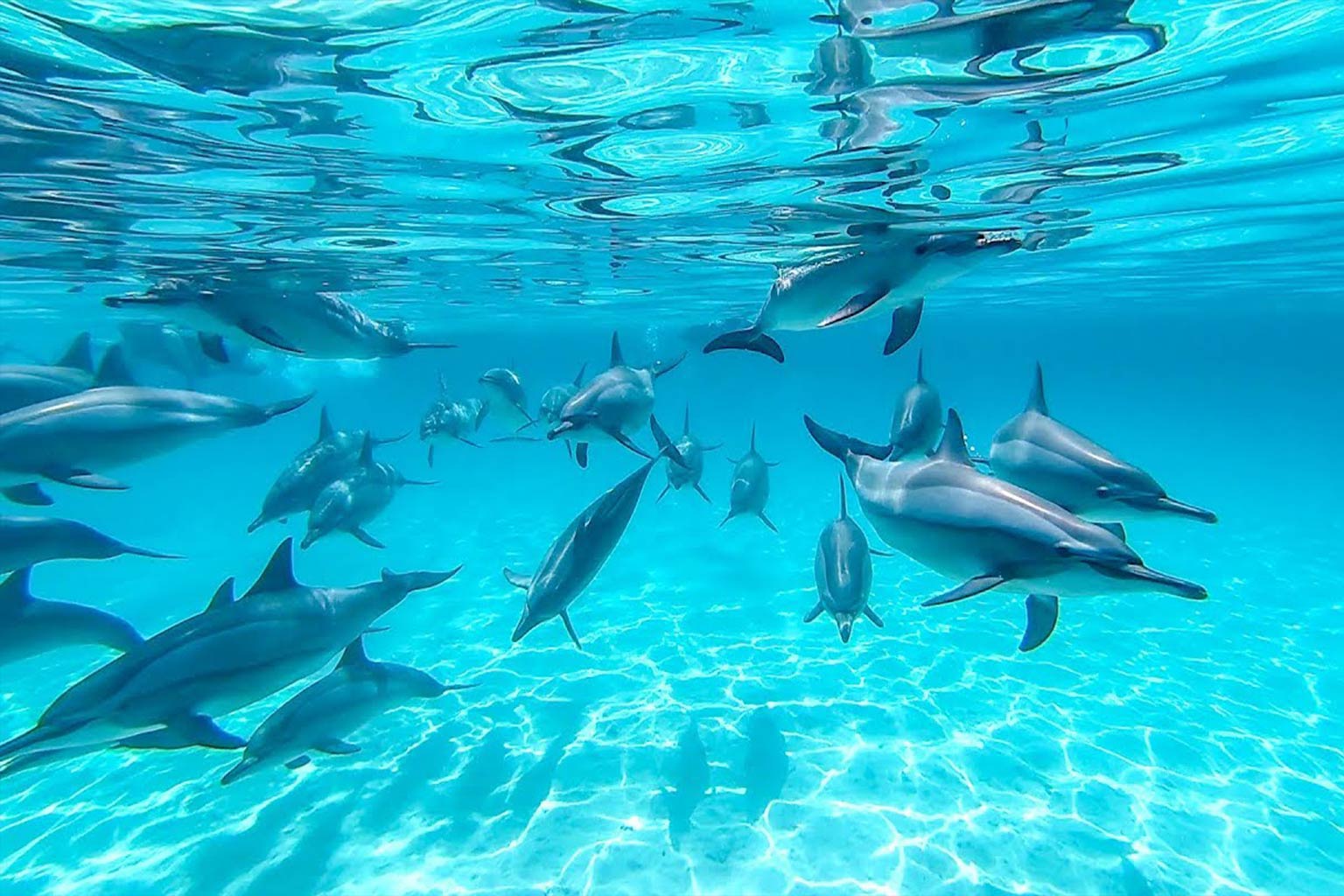 Company to book a dolphin house trip Hurghada